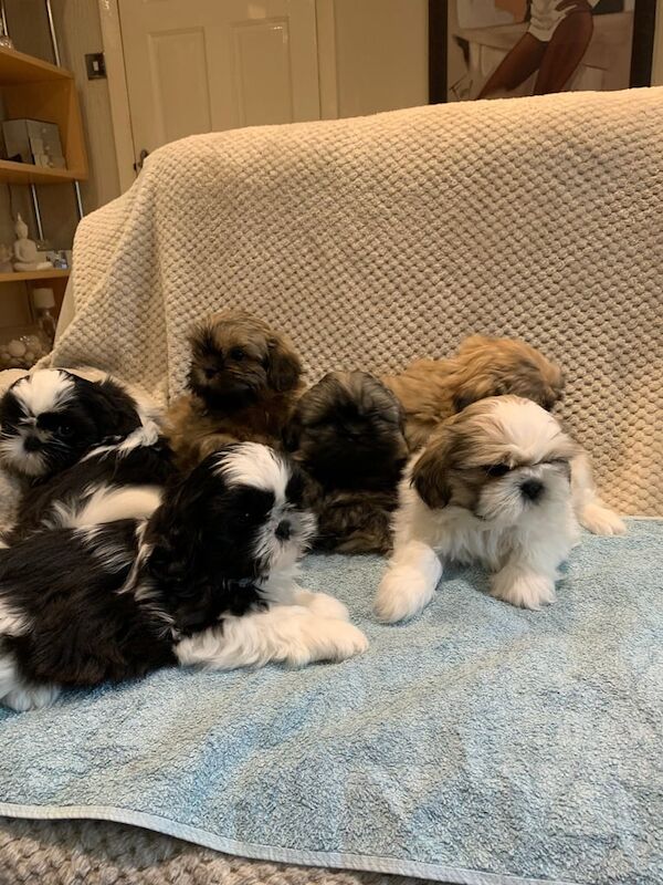 Shih Tzu Puppies For Sale