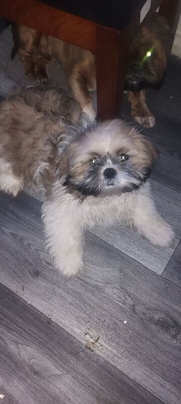 SHiH TZU for sale in Fulwood, Lancashire - Image 1