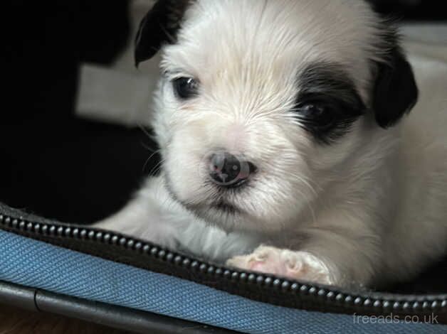 Shih tzu 3 girls 2 boys for sale in Exeter, Devon