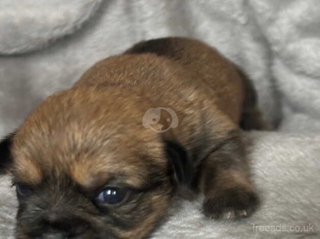 Shih tzu 3 girls 2 boys for sale in Exeter, Devon - Image 2