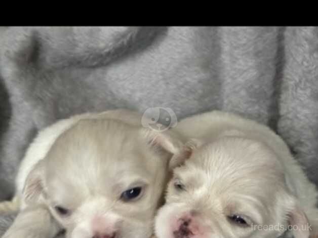 Shih tzu 3 girls 2 boys for sale in Exeter, Devon - Image 3