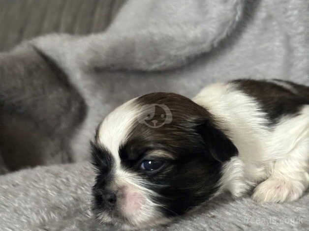 Shih tzu 3 girls 2 boys for sale in Exeter, Devon - Image 4