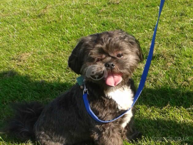 Shih tzu boy for sale in Gateshead, Tyne and Wear - Image 2