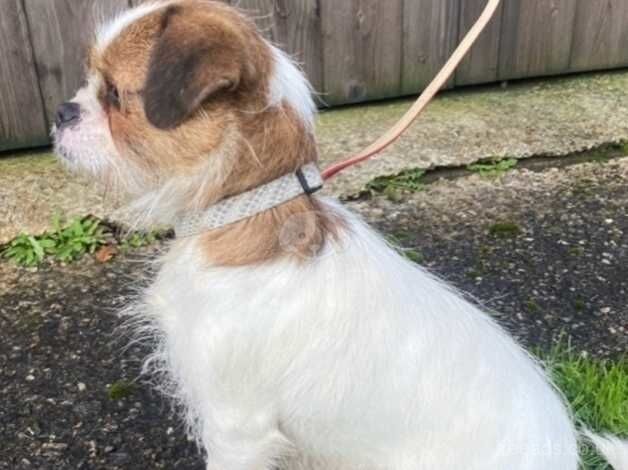 Shih Tzu Cross for sale in Camborne, Cornwall