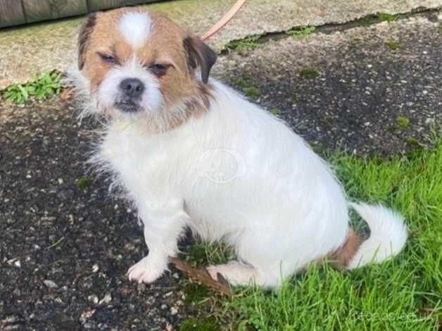 Shih Tzu Cross for sale in Camborne, Cornwall - Image 5