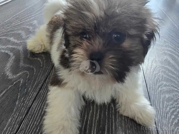 Shih-tzu for sale in Airdrie, North Lanarkshire