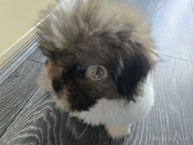 Shih-tzu for sale in Airdrie, North Lanarkshire - Image 2