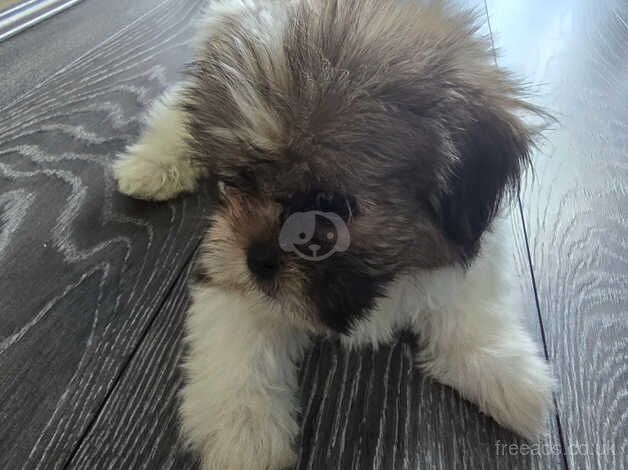 Shih-tzu for sale in Airdrie, North Lanarkshire - Image 3