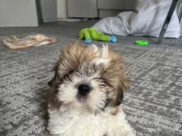 Shih tzu for sale in Liverpool, Merseyside