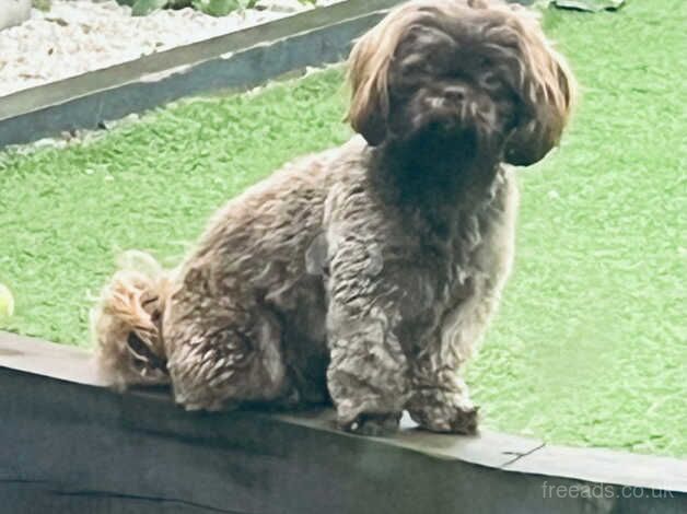 Shih tzu girl for sale in Bridgnorth, Shropshire - Image 1