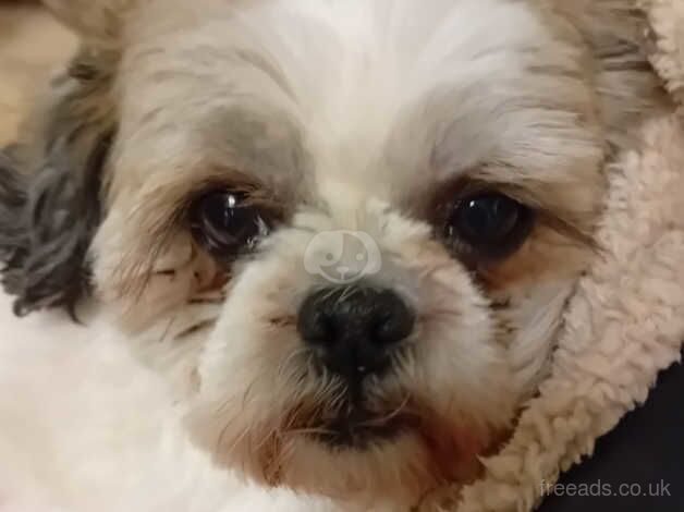 Shih tzu girl for sale in Gateshead, Tyne and Wear - Image 2