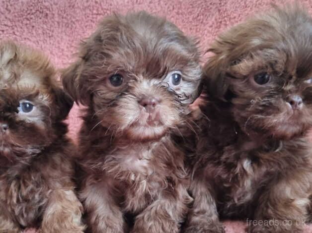 Shih Tzu Imperial Puppies for sale in Bishop's Hull, Somerset - Image 1