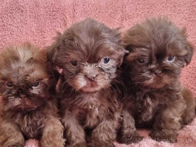 Shih Tzu Imperial Puppies for sale in Bishop's Hull, Somerset - Image 2