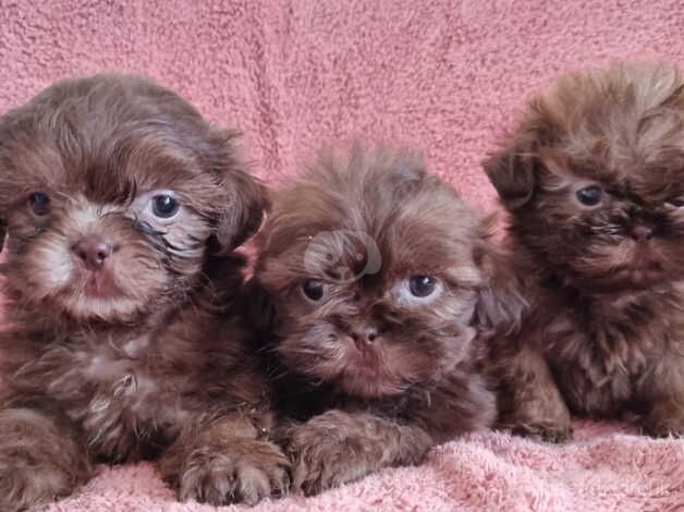 Shih Tzu Imperial Puppies for sale in Bishop's Hull, Somerset - Image 3