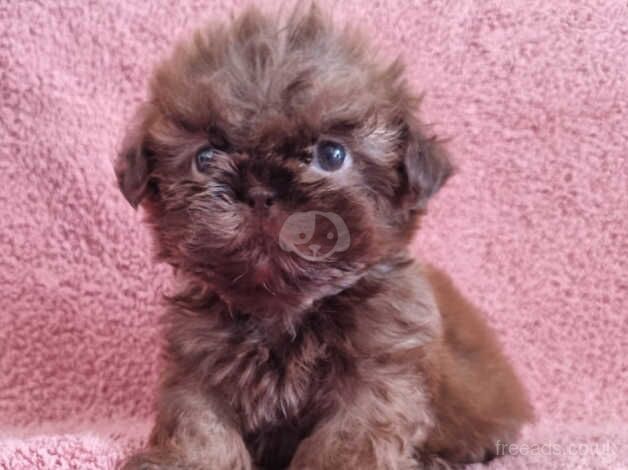 Shih Tzu Imperial Puppies for sale in Bishop's Hull, Somerset - Image 4