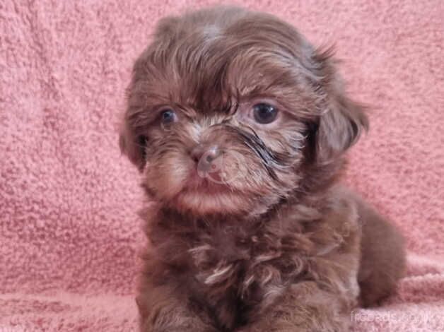 Shih Tzu Imperial Puppies for sale in Bishop's Hull, Somerset - Image 5