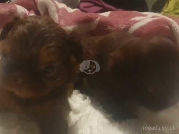 shih tzu imperial puppies,one chocolate boy &one orage/choc girl boy left ,full pure bred for sale in Brighton, East Sussex - Image 3