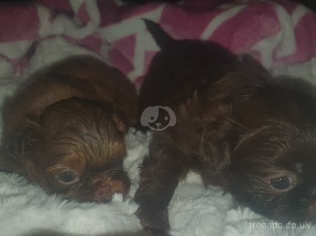 shih tzu imperial puppies,one chocolate boy &one orage/choc girl boy left ,full pure bred for sale in Brighton, East Sussex - Image 4