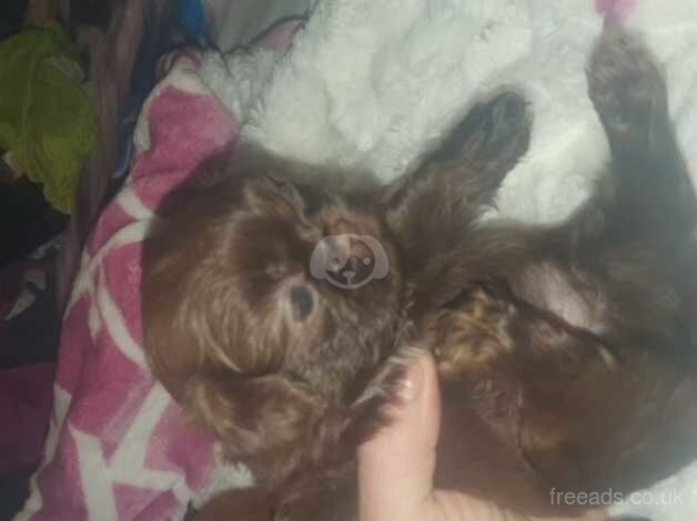 shih tzu imperial puppies,one chocolate boy &one orage/choc girl boy left ,full pure bred for sale in Brighton, East Sussex - Image 5