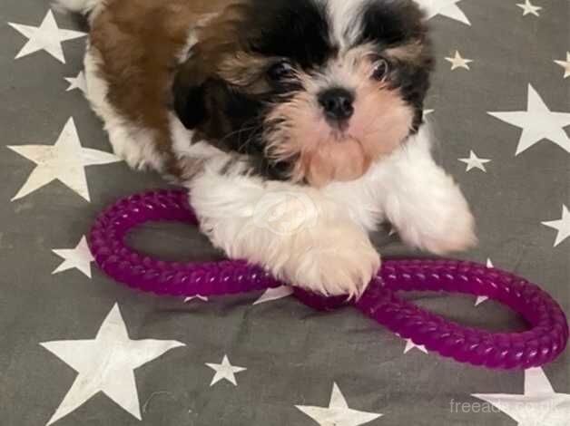 Shih Tzu for sale in Camborne, Cornwall