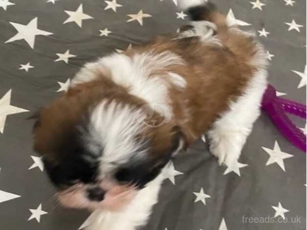 Shih Tzu for sale in Camborne, Cornwall - Image 3