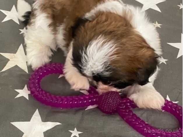 Shih Tzu for sale in Camborne, Cornwall - Image 5