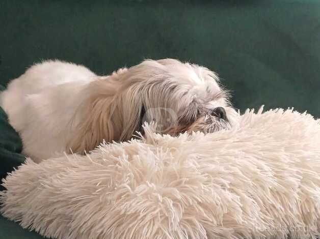 Shih-tzu for sale in Kettering, Northamptonshire - Image 4