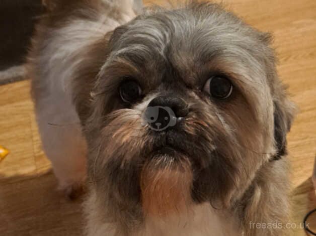 Shih tzu for sale in Enfield, Enfield, Greater London - Image 1