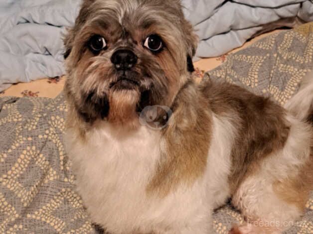 Shih tzu for sale in Enfield, Enfield, Greater London - Image 2