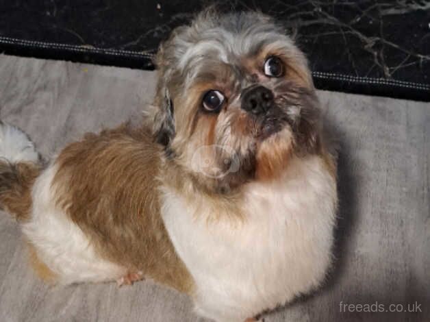 Shih tzu for sale in Enfield, Enfield, Greater London - Image 3