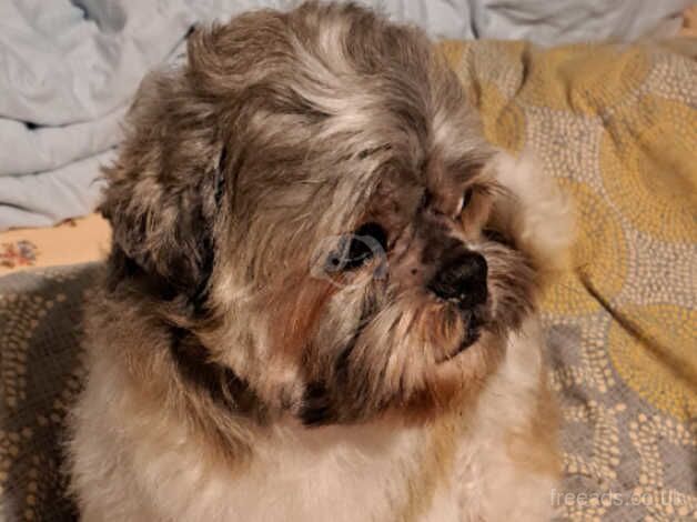 Shih tzu for sale in Enfield, Enfield, Greater London - Image 4