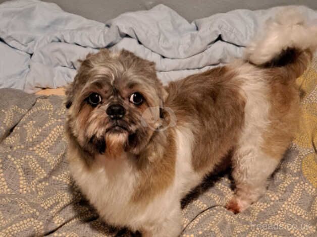 Shih tzu for sale in Enfield, Enfield, Greater London - Image 5