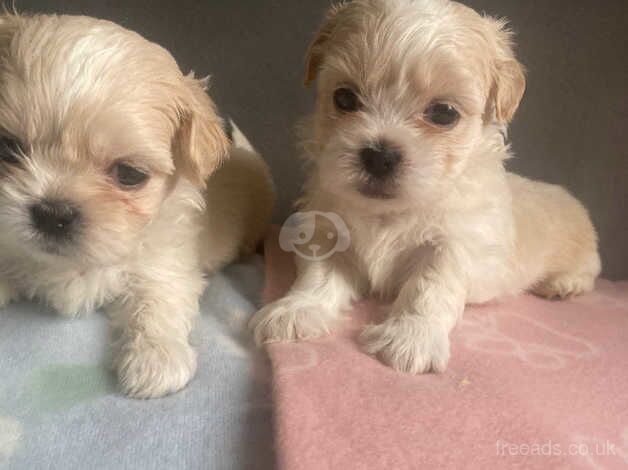 Shih tzu for sale in Exeter, Devon