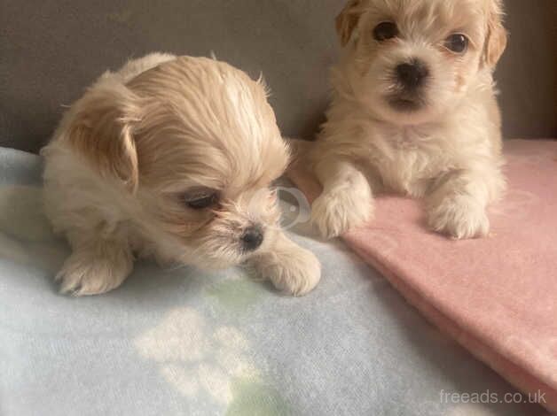 Shih tzu for sale in Exeter, Devon - Image 2