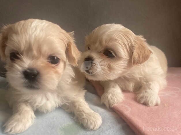 Shih tzu for sale in Exeter, Devon - Image 3