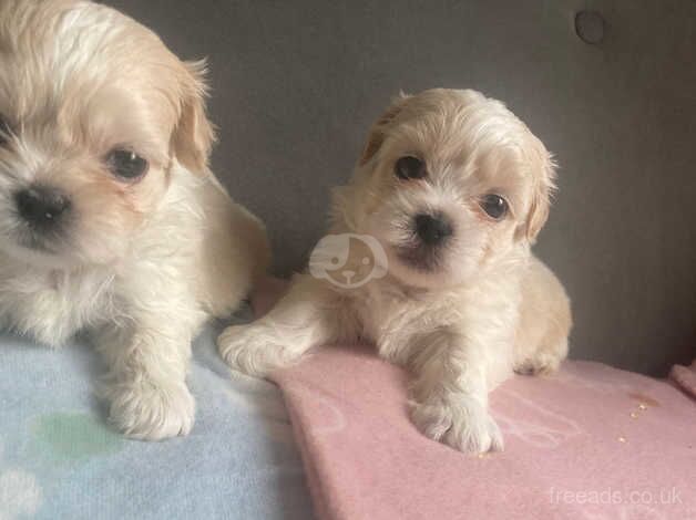 Shih tzu for sale in Exeter, Devon - Image 4