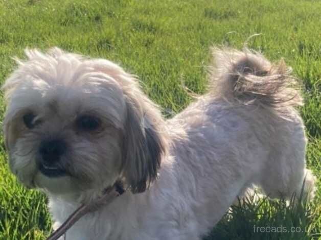 Shih tzu for sale in Exeter, Devon - Image 5