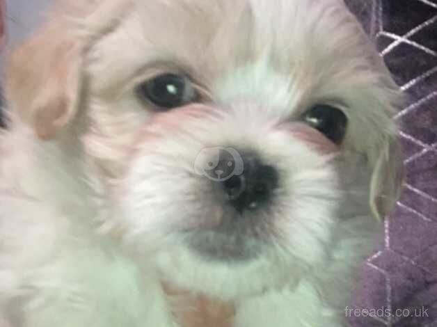 Shih tzu for sale in Exeter, Devon