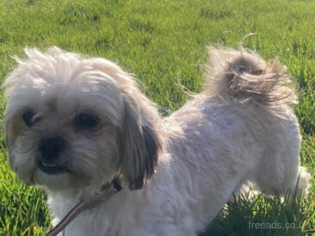 Shih tzu for sale in Exeter, Devon - Image 2