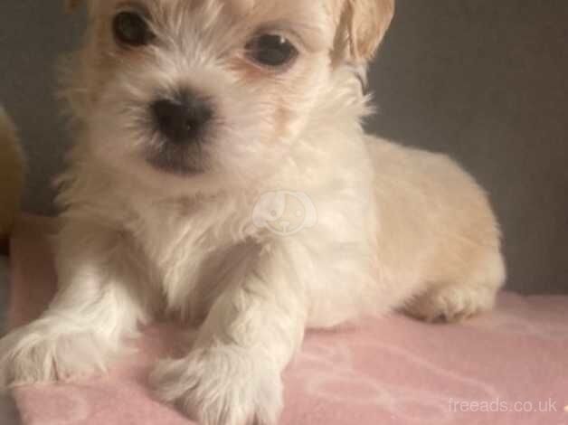 Shih tzu for sale in Exeter, Devon - Image 3