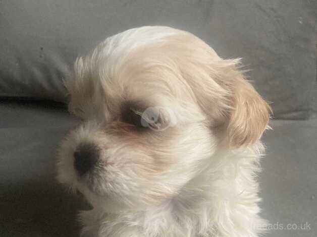 Shih tzu for sale in Exeter, Devon - Image 4