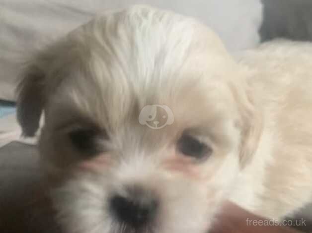 Shih tzu for sale in Exeter, Devon - Image 5