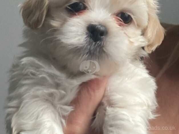 Shih tzu for sale in Exeter, Devon