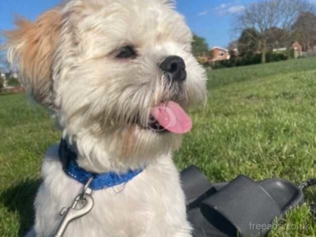 Shih tzu for sale in Exeter, Devon - Image 3