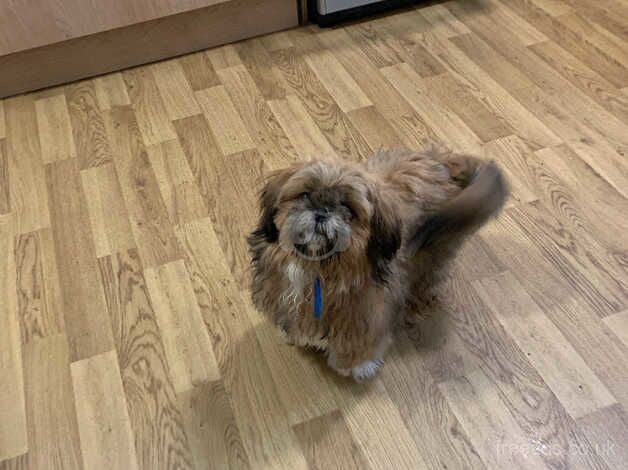 Shih-Tzu for sale in Moreton-in-Marsh, Gloucestershire - Image 2