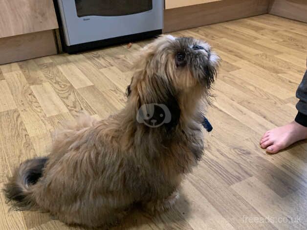 Shih-Tzu for sale in Moreton-in-Marsh, Gloucestershire - Image 3