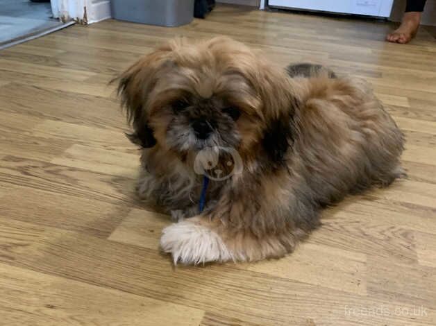 Shih-Tzu for sale in Moreton-in-Marsh, Gloucestershire - Image 4