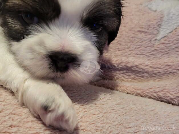 Shih tzu for sale in Carshalton, Sutton, Greater London - Image 2