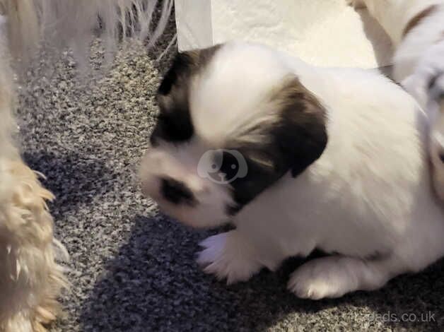 Shih tzu for sale in Carshalton, Sutton, Greater London - Image 4