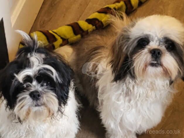 Shih tzu for sale in Carshalton, Sutton, Greater London - Image 5